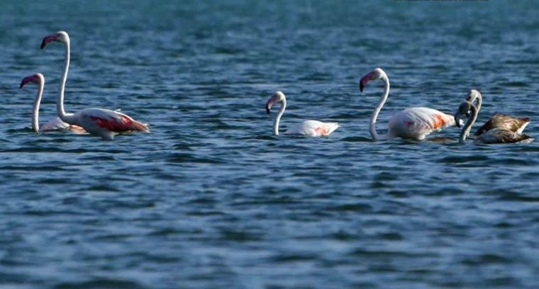 Οικογένεια φλαμίνγκο κάνει βόλτα στο Ναύπλιο (εικόνες)